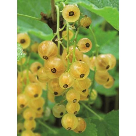 Groseiller 'Werdavia' Pot de 2L/3L, Buisson