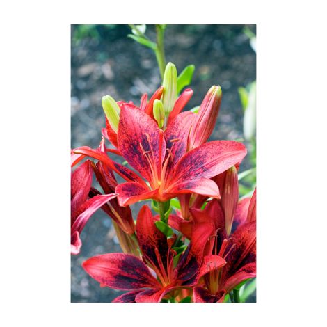 LYS PURPLE DREAM - 2 BULBES