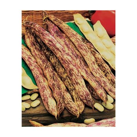 Flageolet coco Paimpolais Pactol – Graines de potager 150 g – Exposition ensoleillée – Semis de mars à mai – Récolte de juillet à septembre – Fabre Graines