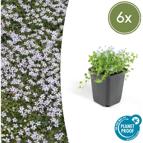 Lot de 6 Isotoma fluviatilis - Couvre-sol Vivace à Fleurs Bleues - Pot Ø9cm - Hauteur 10-25cm - PANGIVO (1/5)