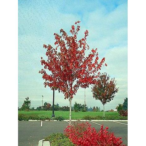 Érable rouge - Acer rubrum Pot de 6L/7L