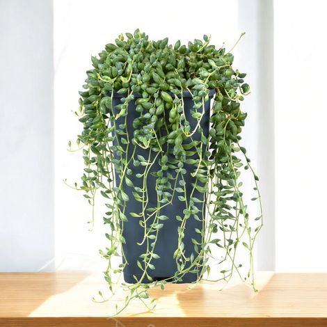 Gardenaria Senecio herreianus - Pianta da interno ornamentale - Altezza: 40 cm (vaso 12) (1/5)