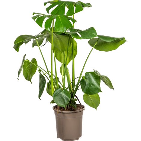 Monstera Deliciosa Tauerii - Plante d'Intérieur Tropicale - Grandes Feuilles Vertes - Ø 21 cm - 70-90 cm - PANGIVO (1/4)
