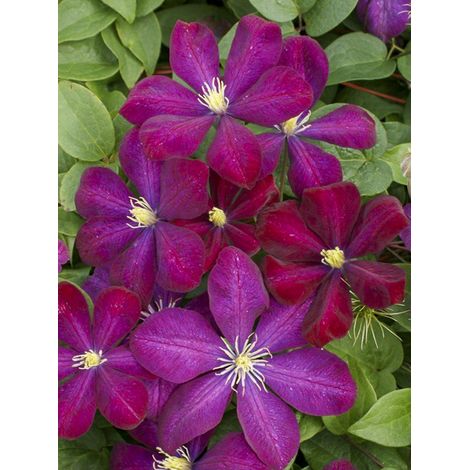 Clématite 'Voluceau' Pot de 2L/3L (1/2)