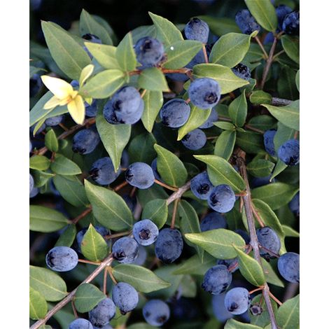 Mirto Sardo "Myrtus Communis" Mirto Comune in vaso ø8 cm