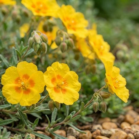 3 Hélianthèmes 'Ben Fhada' (Helianthemum 'Ben Fhada')