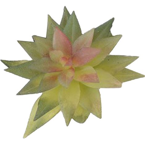 Plante succulente artificielle PVC doux haute simulation mini fausse plante décoration bureau maison type 2 (1/5)