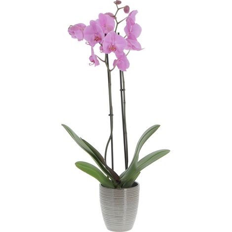 Orchidea Phalaenopsis Rosa con Vaso in Ceramica Wild Ice - Piante Vere Fiorite da Appartamento - H 60-70 cm Vaso Ø 12 cm