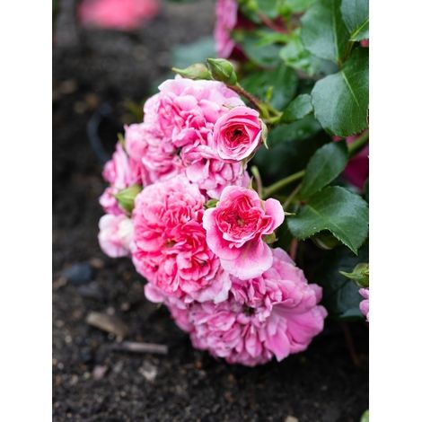 Rosier couvre-sol 'Les Quatre Saisons' Pot de 4L/5L