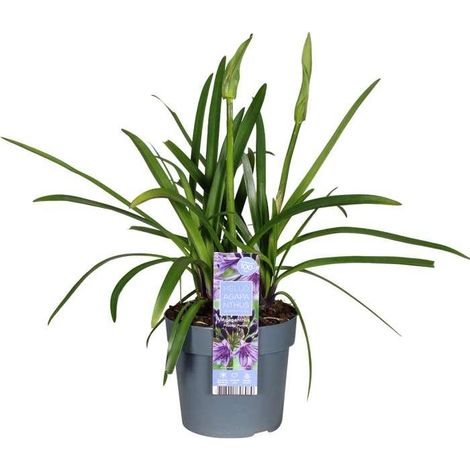 Agapanthe Poppin Purple - Plante Vivace à Fleurs Violettes - Pot Ø19cm - Hauteur 30cm - PANGIVO (1/5)
