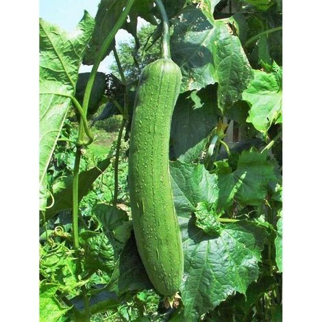 Graines de Courge Luffa 20pcs – Semences Potager Jardin, Légumes Grimpants, Culture Facile et Récolte Abondante (1/3)