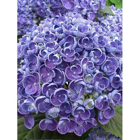 Hortensia 'Hovaria Hopcorn' Pot de 4L/5L (1/2)