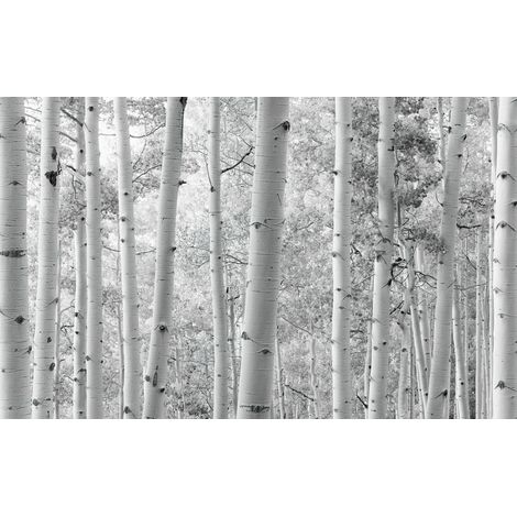 Papier peint panoramique minimaliste,naturel Forêt de Trembles (1/4)