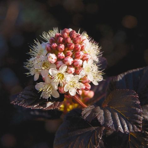 Physocarpe à feuilles d'obier 'Diabolo'  (Physocarpus opulifolius 'Diabolo') (1/5)