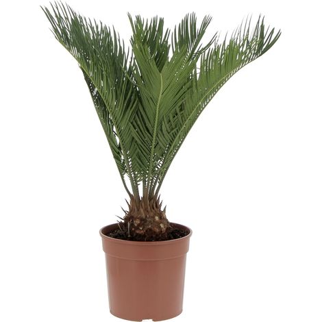 Cycas Revoluta Palma Nana - Piante da Esterno Resistenti - H 40-50 cm Vaso da Coltura Ø 18 cm