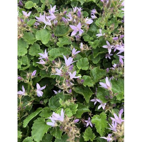 6 campanules - Campanula posch. 'Lisduggan Var.'  Pot de 9 x 9 cm