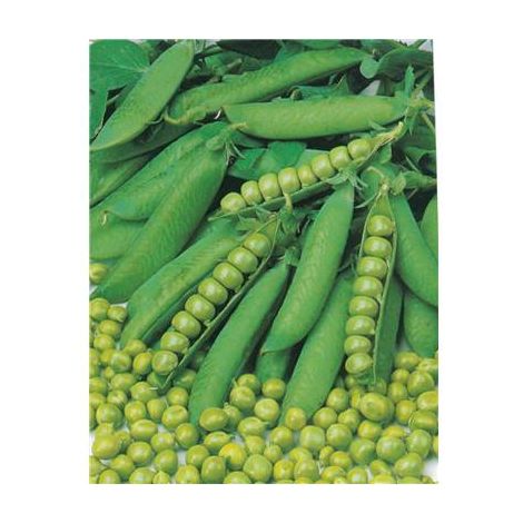 POIS MERVEILLE DE KELVEDON - 150 G