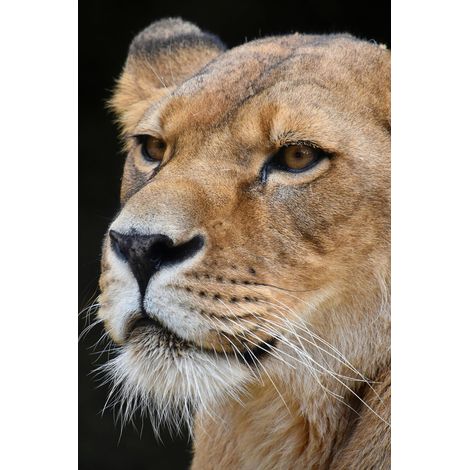 Tableau sur toile portrait lionne 30x45 cm - Impression sur Toile Murale Décorative - Image imprimée en HD sur Toile - Toile sur Châssis en Bois FSC - Fabriqué en France (1/5)