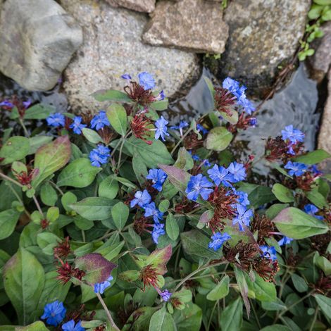 Bloomique - Lot de 3 - Ceratostigma plumbaginoides - Dentelaire de Chine - Plantes jardin - Vivace - Floraison abondante - Rustique - Hauteur 10-20 cm - Pot 9 cm