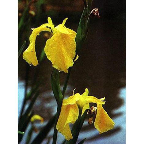 Iris des marais Godet de 8/9 cm (1/4)