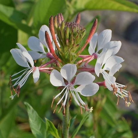 Gaura lindheimeri/Pot de 3L - 20/40 cm (1/5)