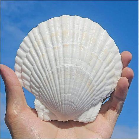 Natürliche weiße Jakobsmuscheln, 10 Stück, 4-5 Zoll, große Meeresstrandmuscheln für Bastelarbeiten, Aquariendekoration, Vasenfüllung. (1/4)