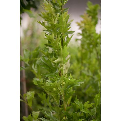 Sumpf-Eiche 'Green Pillar'® Quercus palustris 'Green Pillar' -R- C10 100- 125