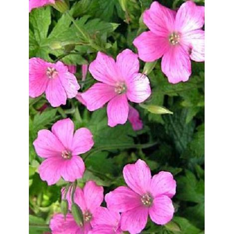 Géranium vivace 'Rosenlicht' Godet de 8/9 cm (1/2)