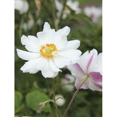 Anémone du Japon 'Snow Angels ' Godet de 8/9 cm