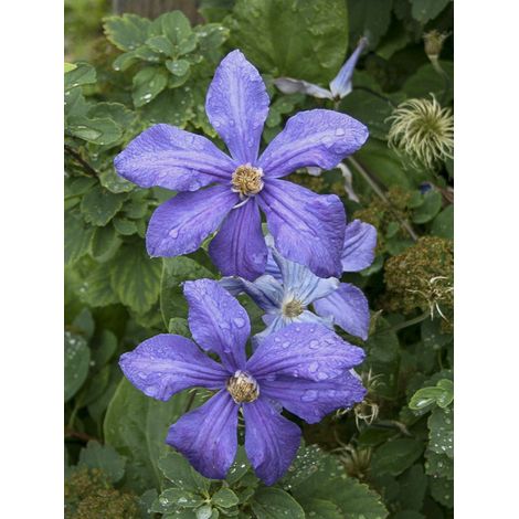 Clématite 'Durandii' Pot de 2L/3L