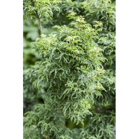 Fächerahorn 'Shishigashira' Acer palmatum 'Shishigashira' C 40- 60 (1/2)