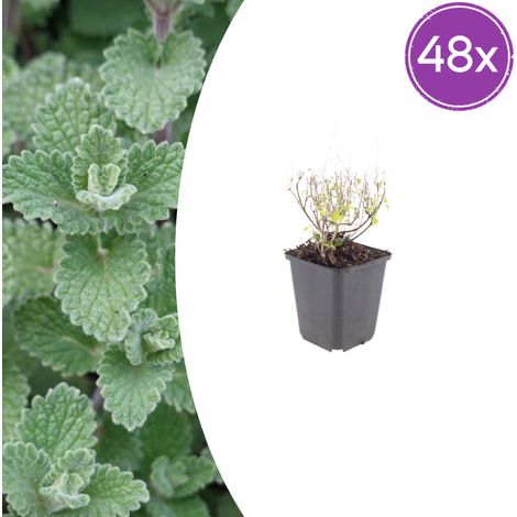 Lot de 48 Calamintha nepeta nepeta - Plante Vivace Aromatique Mellifère - Bleu-Lilas - 10-25 cm - PANGIVO (1/5)