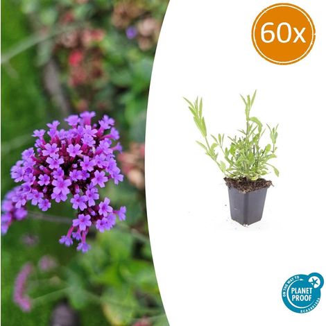 Lot de 60 Verveines de Buenos Aires Verbena bonariensis Plantes Vivaces Violettes 10-25 cm Ø9 cm - PANGIVO (1/5)