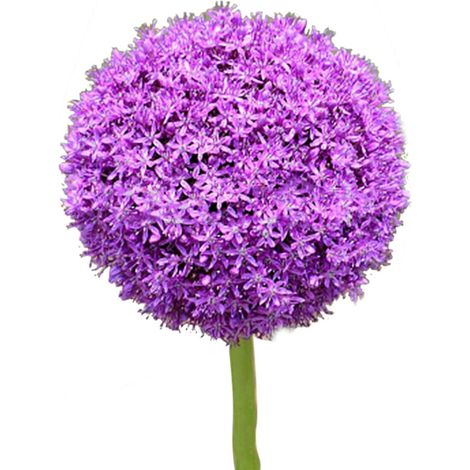 100 Graines Allium Giganteum - Fleurs Géantes Violettes pour Jardin Balcon Pelouse (1/4)
