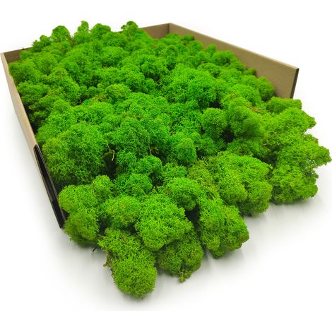 Muschio di renna - finlandese - pulito - verde chiaro - 250 g netti