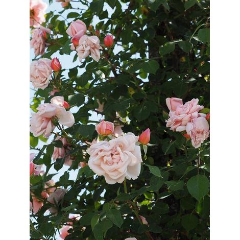 Rosier liane 'Albertine' Pot de 4L/5L