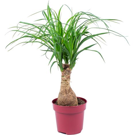 Bloomique - Beaucarnea Recurvata - Pied d’éléphant - Plantes d’intérieur - Dépolluante - Sans danger pour les animaux - Entretien facile - Hauteur 30-40 cm - Pot 12 cm