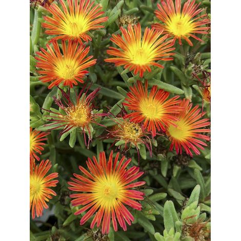 Pourpier 'Wheels of Wonder Fire' Pot de 2L/3L (1/2)