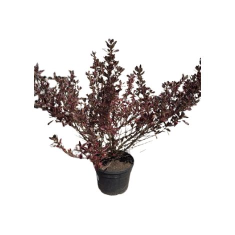 Coprosma repens multicolor
