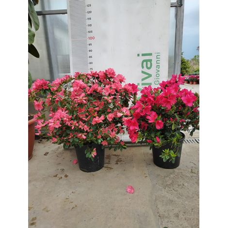 PIANTA DI RHODODENDRON AZALEA IN VASO cm 24 (foto reale) COLORI MIX