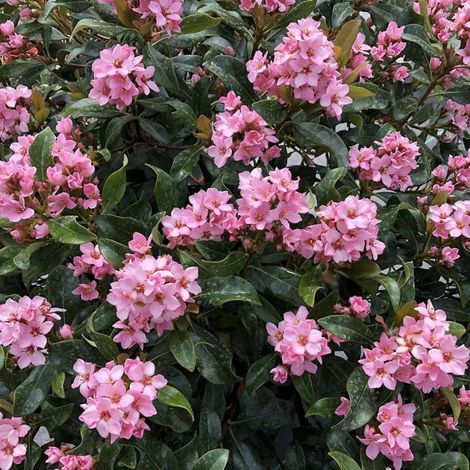 Gardenaria Raphiolepis 'Springtime' - Arbusto ornamentale da giardino - Altezza: 60 cm (vaso 24) (1/2)