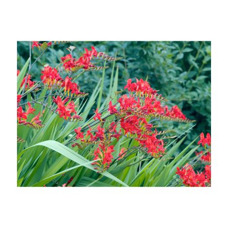 CROCOSMIA MASONORUM RED - 3 GODETS