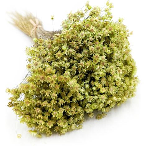 Glixia seca - (Glycine Marcela) - Verde