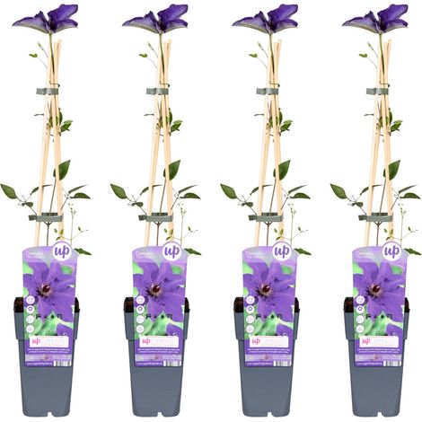 Clématite The President Lot de 4 Plantes Grimpantes Fleurs Violettes Hauteur 65 cm Pot Ø15 cm - PANGIVO (1/2)
