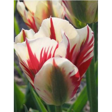 Tulipe viridiflora 'Flaming Springgreen' Bulbe calibre 12+ (par 6) (1/3)