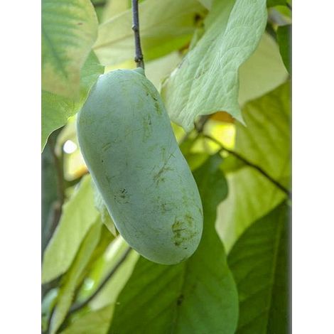 Asiminier, Pawpaw 'Overleese' Pot de 3L/4L