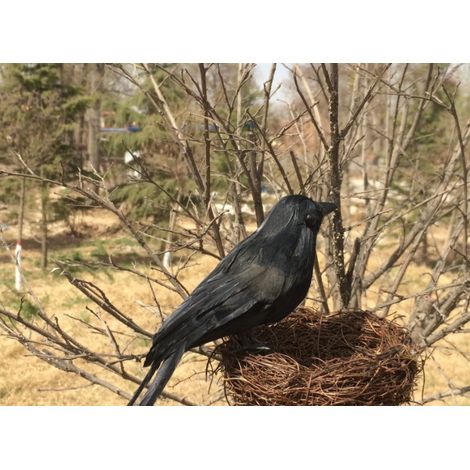 Corbeau noir Halloween Halloween Pâques Props cos Ornements décoratifs Oiseau plume Props extérieur Décoration intérieure Partie Décoration 15cm noir
