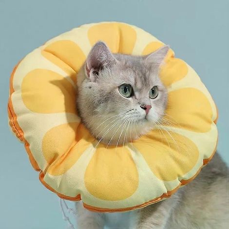 Collier anti-léchage pour chaton Cat Elizabeth, taille S, orange. (1/2)