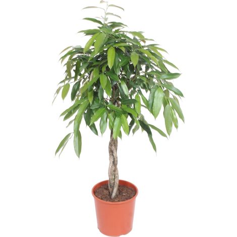 Ficus Amstel King Plante d'Intérieur avec Tronc Tressé Vert Hauteur 130 cm Ø27 cm - PANGIVO (1/4)