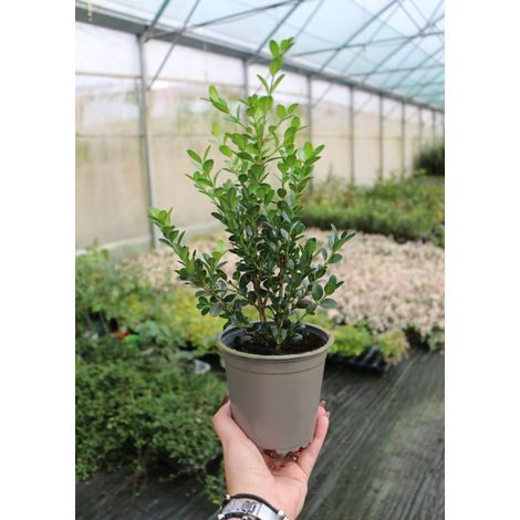 48 piante di Bosso "Buxus microphylla Faulkner" pianta da siepe sempreverde in vaso ø13 cm FOTO REALE (1/5)